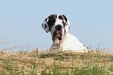 DOGUE ALLEMAND 096